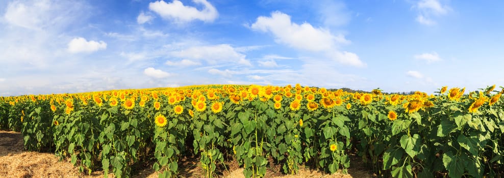 Wonderful panoramic view of sunflowers field under blue sky, Nature summer landscape