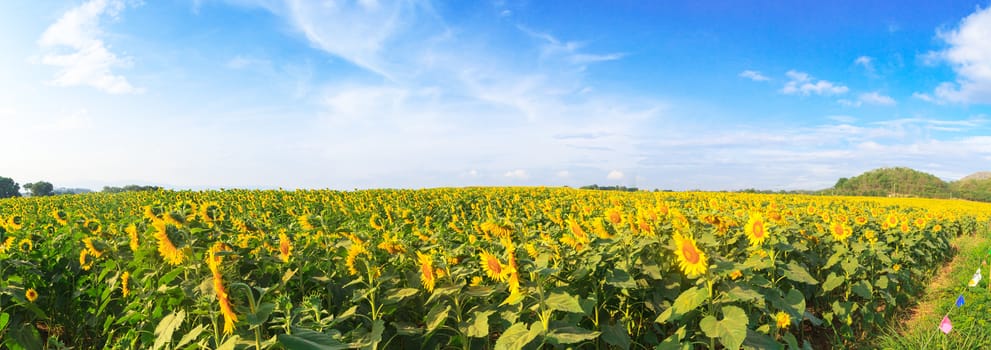 Wonderful panoramic view of sunflowers field under blue sky, Nature summer landscape