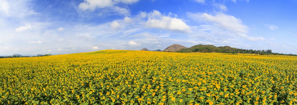 Wonderful panoramic view of sunflowers field under blue sky, Nature summer landscape