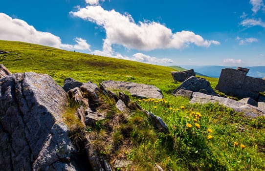 rocks and dandelions on the grassy hillside. peak of Runa mountain in the distance. beautiful summer landscape under the blue sky with clouds