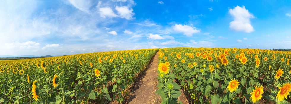 Wonderful panoramic view of sunflowers field under blue sky, Nature summer landscape