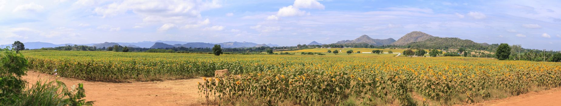 Wonderful panoramic view of sunflowers field under blue sky, Nature summer landscape