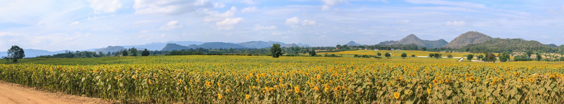 Wonderful panoramic view of sunflowers field under blue sky, Nature summer landscape