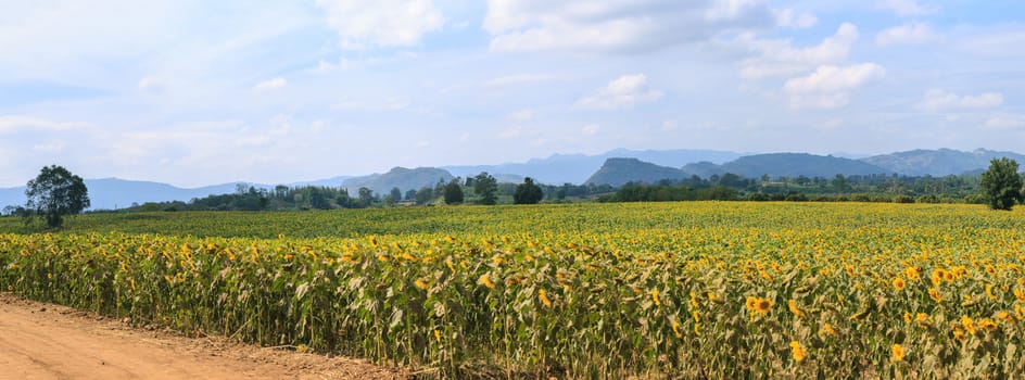 Wonderful panoramic view of sunflowers field under blue sky, Nature summer landscape