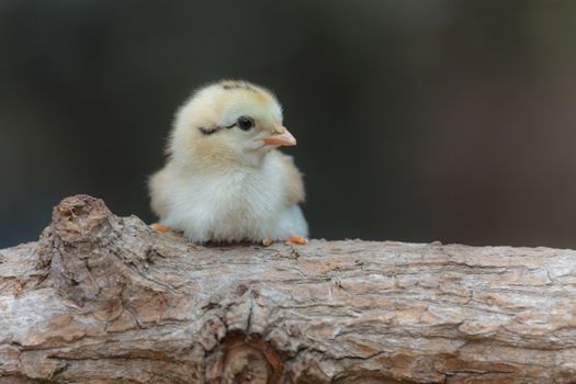 Cute chicks on nature background