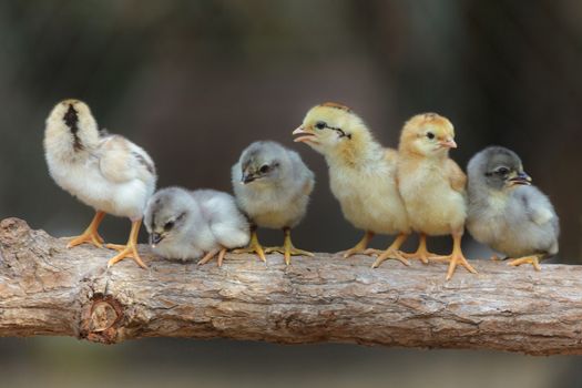 Cute chicks on nature background