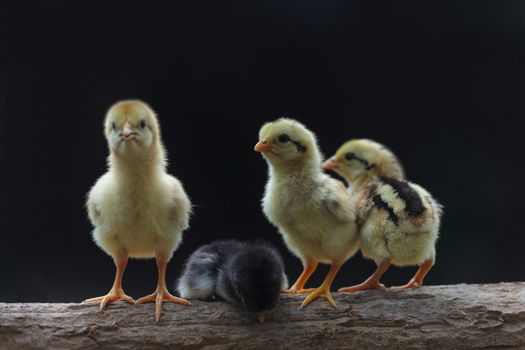 Cute chicks on nature background