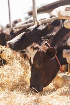 Cows in farm