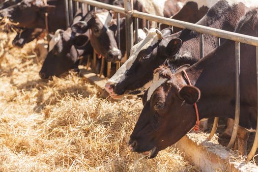 Cows in farm