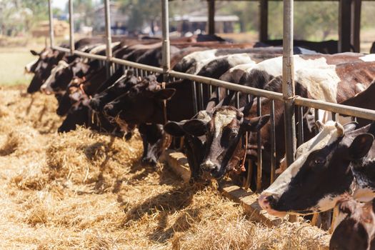 Cows in farm