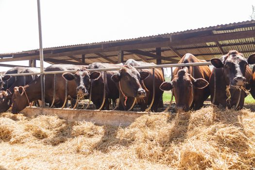 Cows in farm