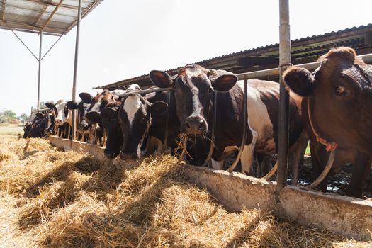 Cows in farm