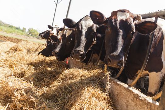 Cows in farm