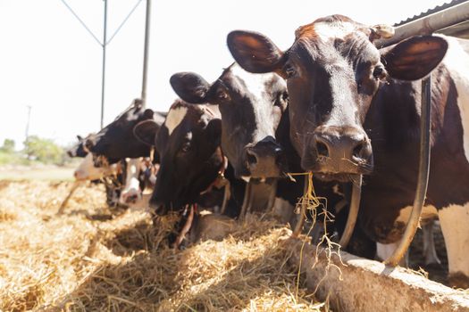 Cows in farm