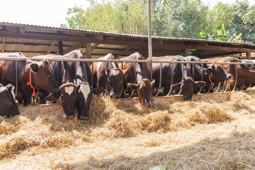 Cows in farm