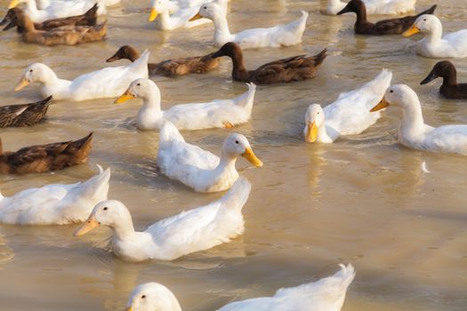 White and Black Duck Chase Field