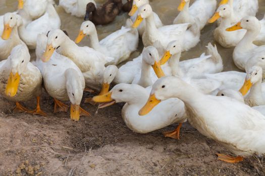 White and Black Duck Chase Field