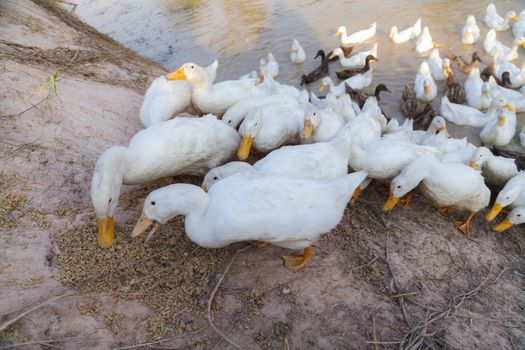 White and Black Duck Chase Field