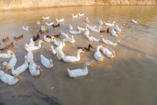 White and Black Duck Chase Field