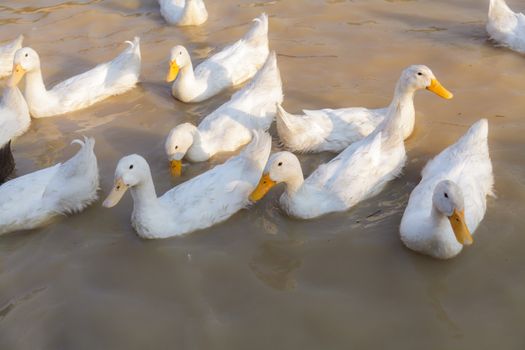 White and Black Duck Chase Field