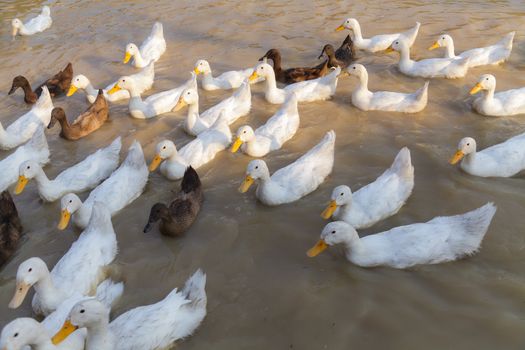 White and Black Duck Chase Field