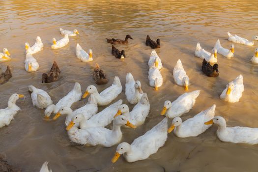 White and Black Duck Chase Field