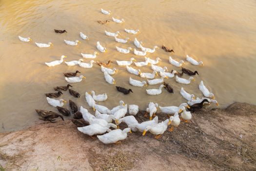 White and Black Duck Chase Field