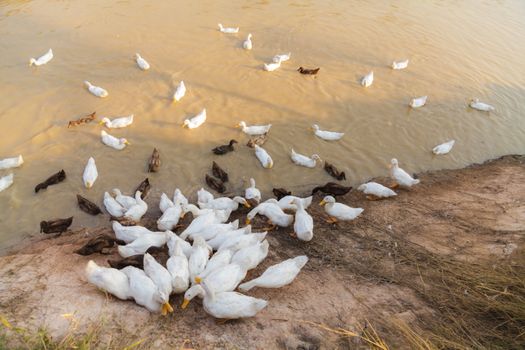 White and Black Duck Chase Field