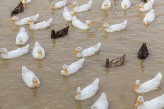 White and Black Duck Chase Field