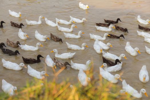 White and Black Duck Chase Field