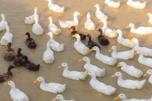 White and Black Duck Chase Field