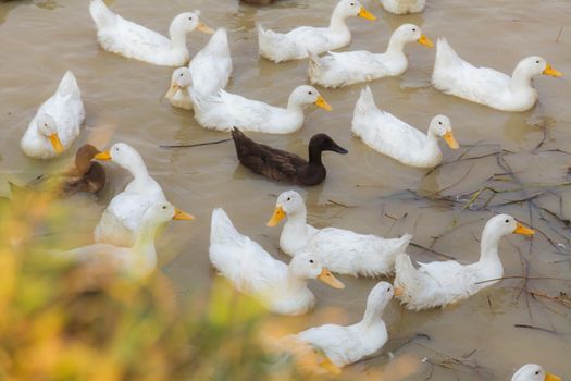 White and Black Duck Chase Field