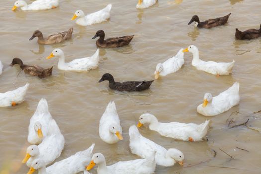 White and Black Duck Chase Field