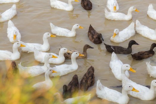 White and Black Duck Chase Field