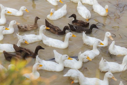 White and Black Duck Chase Field