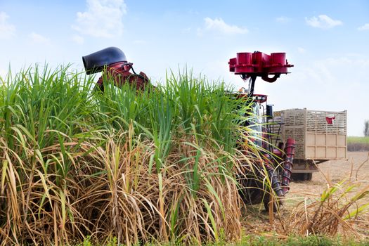 Sugarcane harvester machine