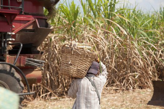 Sugarcane Workers and Sugarcane harvester machine