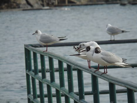 Beautiful caption of some sea birds