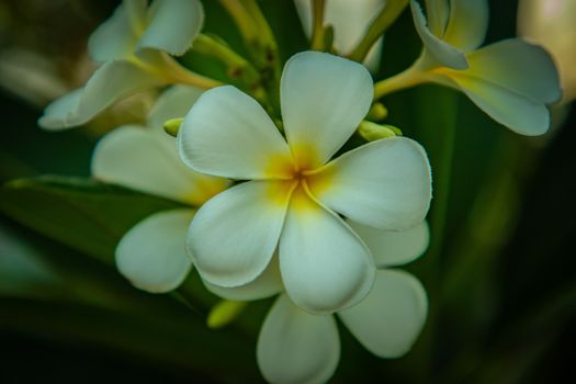 Plumeria frangipani flowers with white and yellow petals and green foliage background.
