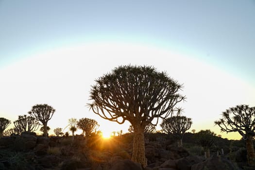 Landscape gradually comes alive as sun rises over horizon in Quiver Tree Forest, Keetmanshoop, Namibia