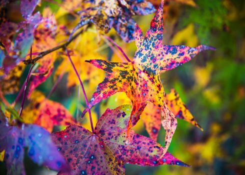 Closeup shot of colorful fall foliage