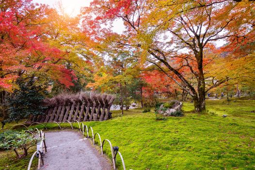 Colorful leaves in autumn. Beautiful park in Japan.