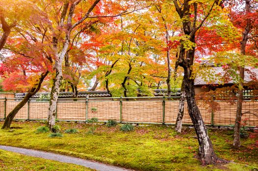Colorful autumn leaves and walk way in park, Kyoto in Japan.