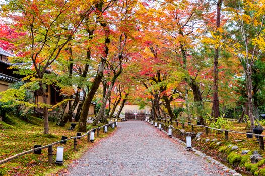 Colorful autumn leaves and walk way in park, Kyoto in Japan.