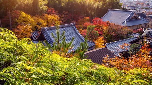 colourful autumn leaf and temple roof in Kyoto, Japan.