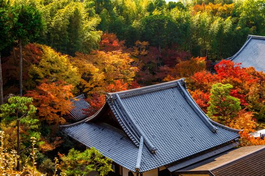 colourful autumn leaf and temple roof in Kyoto, Japan.