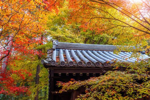 colourful autumn leaf and temple roof in Kyoto, Japan.