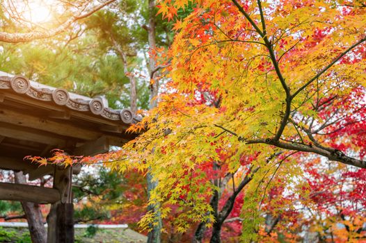 colourful autumn leaf and temple roof in Kyoto, Japan.