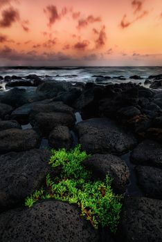A plant grows in lava rocks under a dramatic sunset looking over the Pacific Ocean. Kauai, Hawaii.