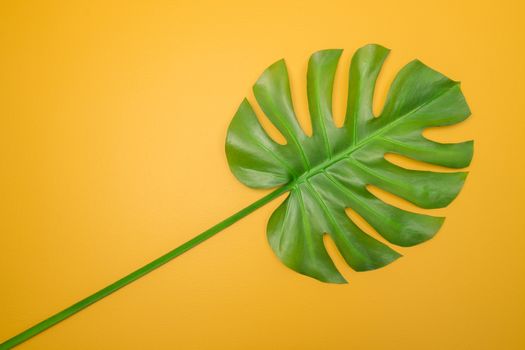 Beautiful green Monstera leaf on bright yellow background. Tropical summer theme.